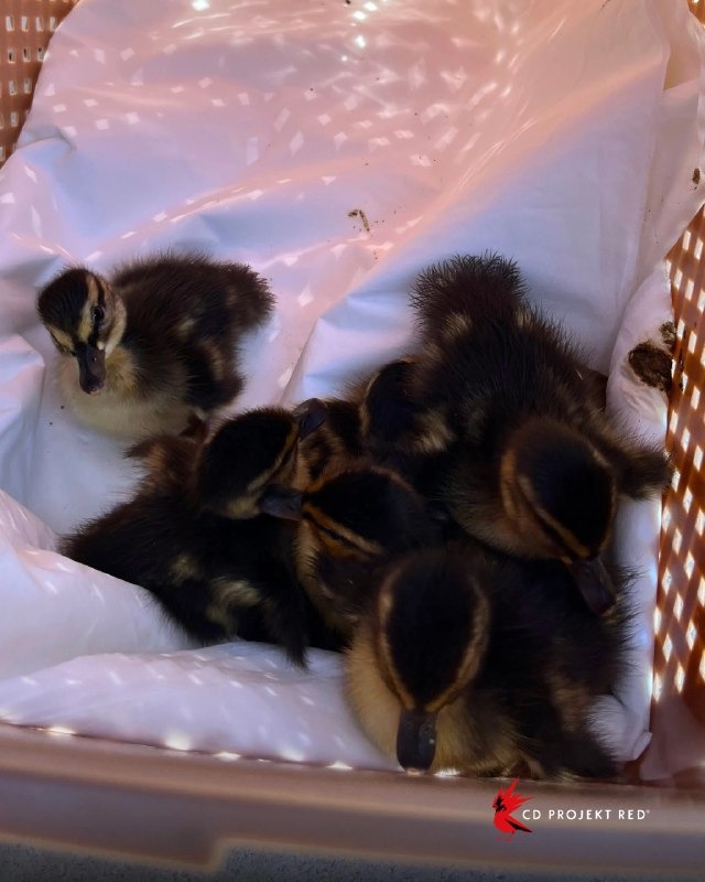 Милота дня: дикая утка высидела восемь утят прямо в штаб-квартире CD Projekt RED в Варшаве